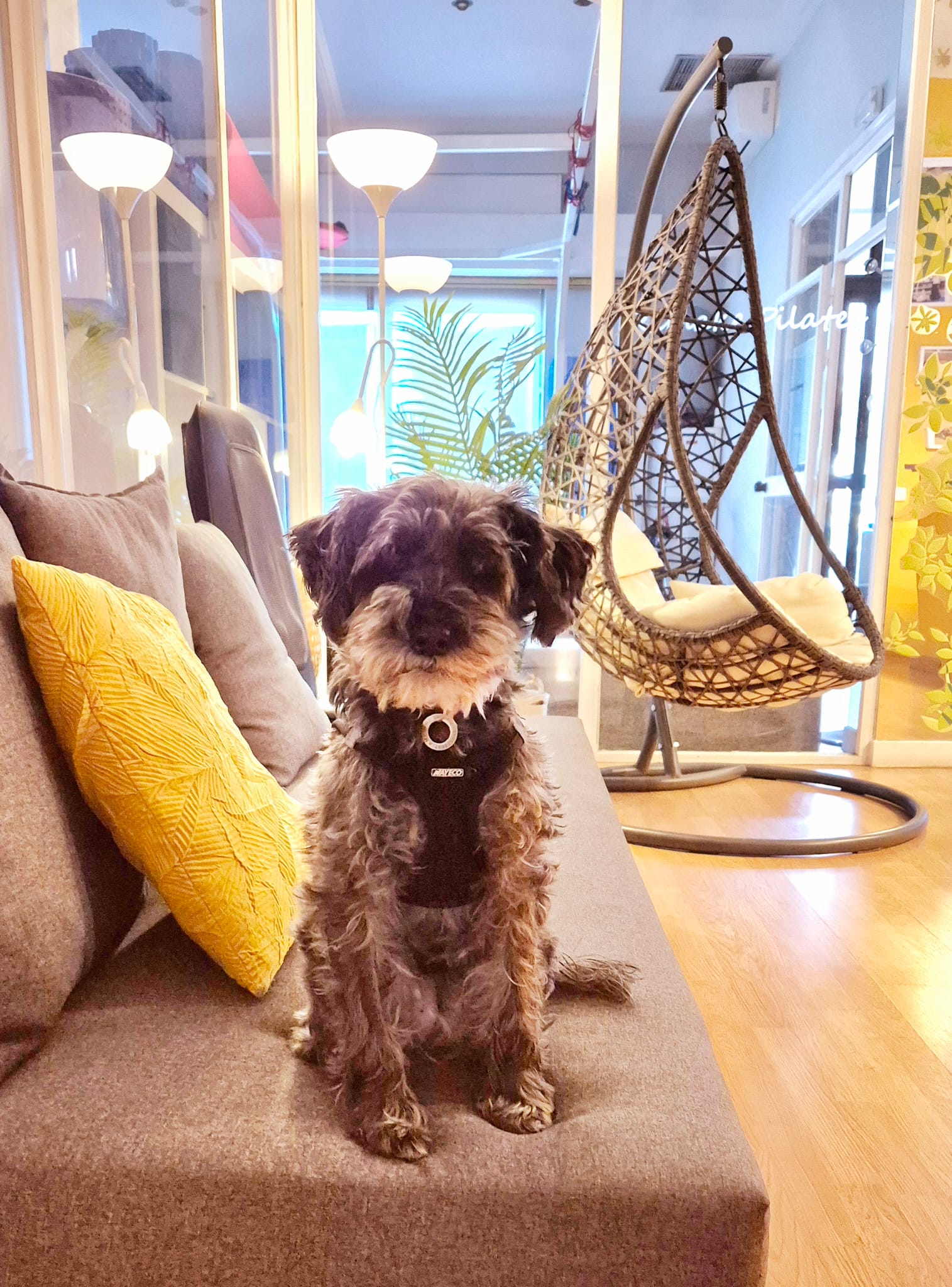 Los perros son bienvenidos